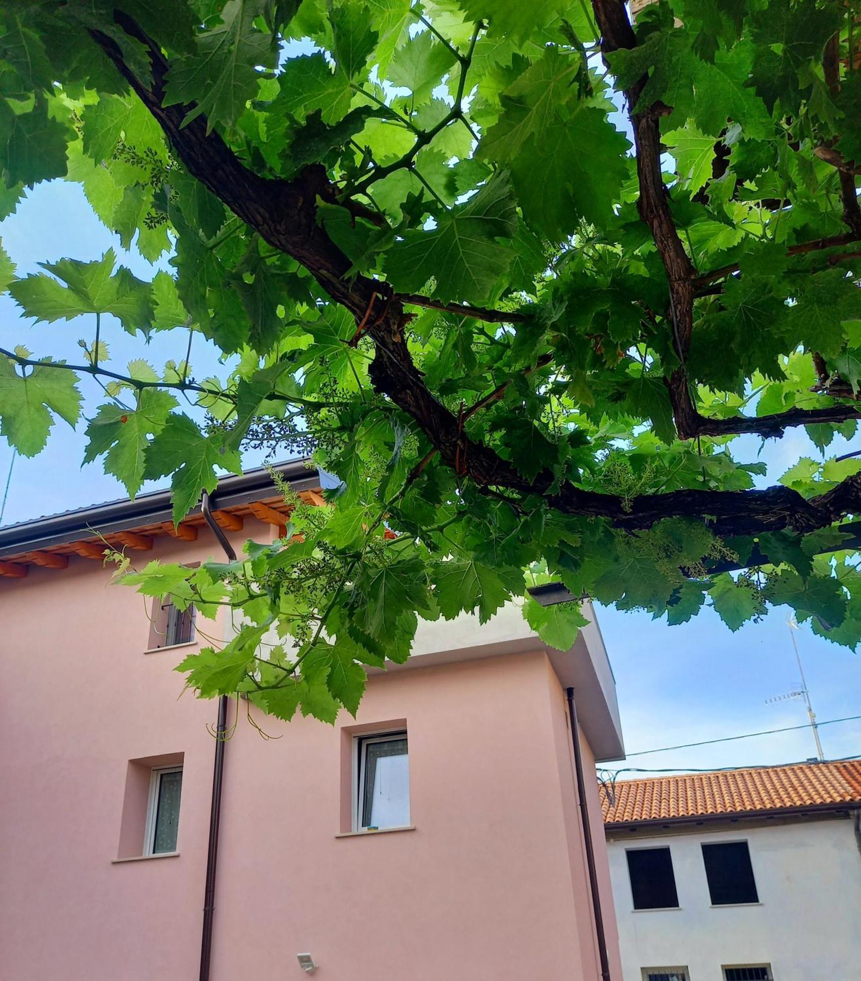 B&B La Dolce Vite Medea Екстер'єр фото